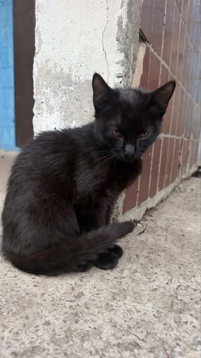 Котята ищут дом