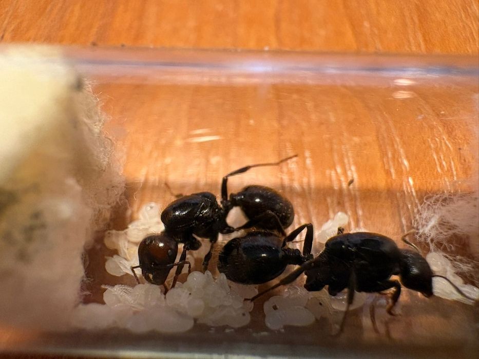 Messor Barbarus. Rójkowe Q z larwami/poczwarkami