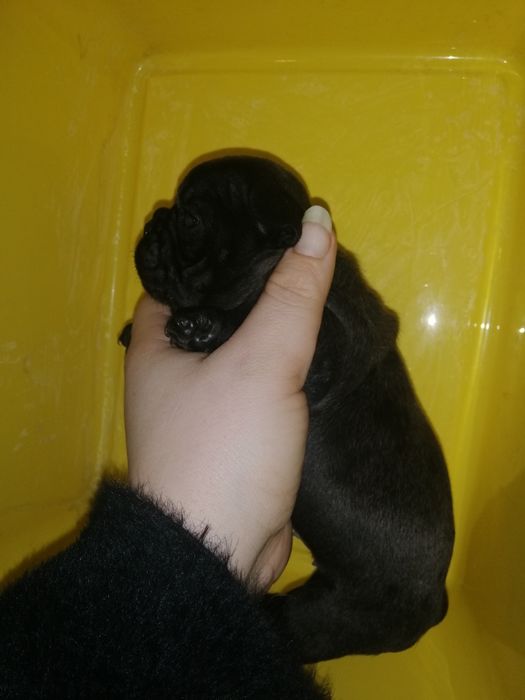 Французики Чистокровні хлопчики та дівчатка є доставка з рук в руки