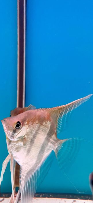 Pterophyllum Scalare - Manacapuru Red Back - Simon Forkel Line - WF