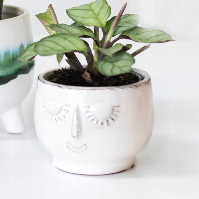 Doniczka Osłonka Głowa Twarz