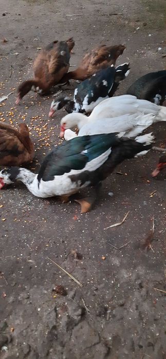 Інкубаційне яйце Мускусних качок(франц.та німец.лінії)