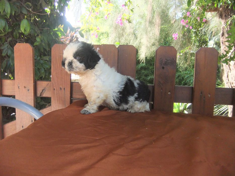 Shih-tzu  cachorra de grande qualidade morfológica