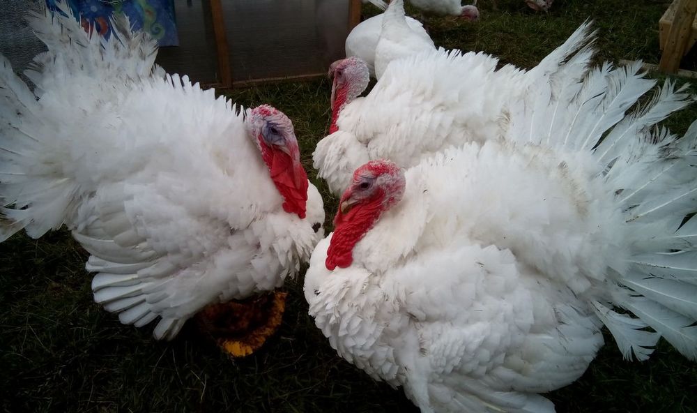 Індик біг 6 яйце інкубаційне