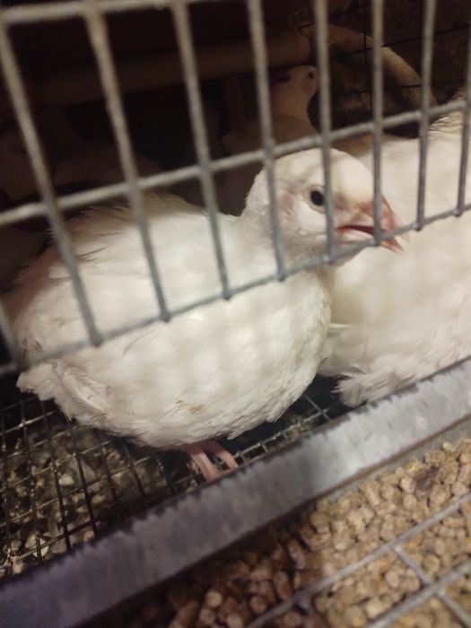 Перепел Техасский Фараон.