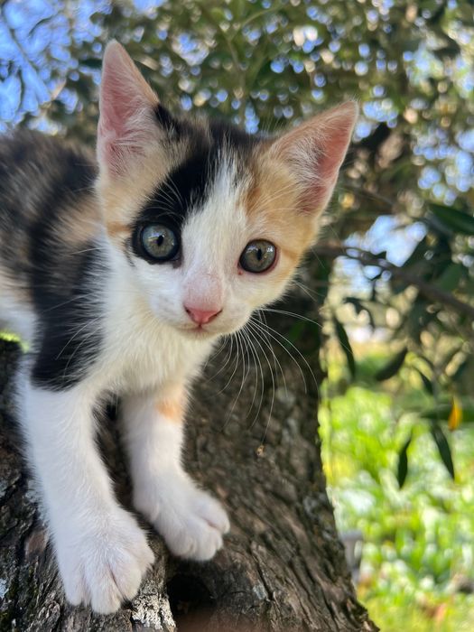 Gatinhos para Adoção Gratuita – 8 Semanas