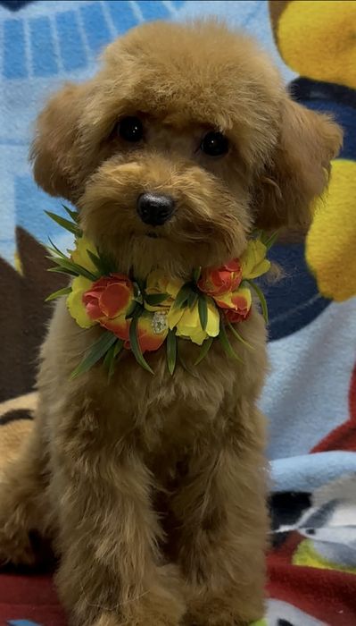 Антидепрессант,пудель девочка для Вас