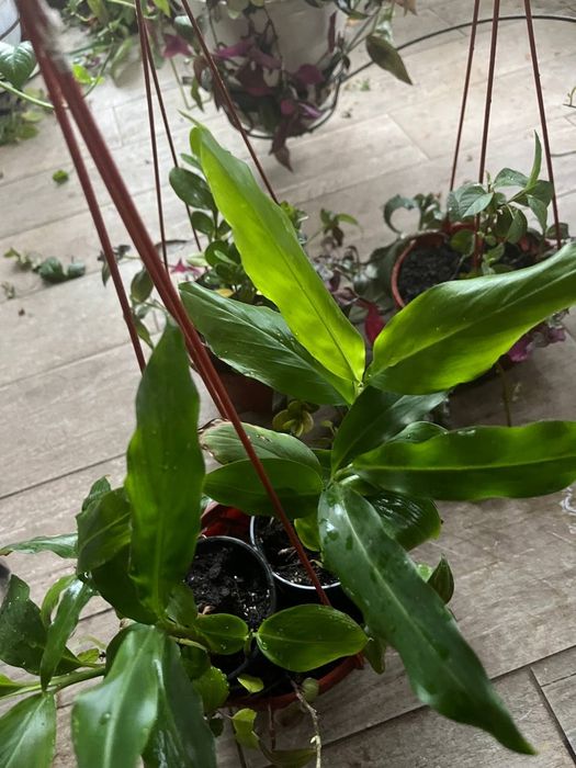 саджанці кардамону, прянощі, аромат кави та кориці,бонус мята