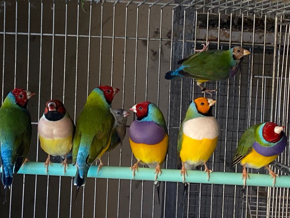 Diamante de gould macho