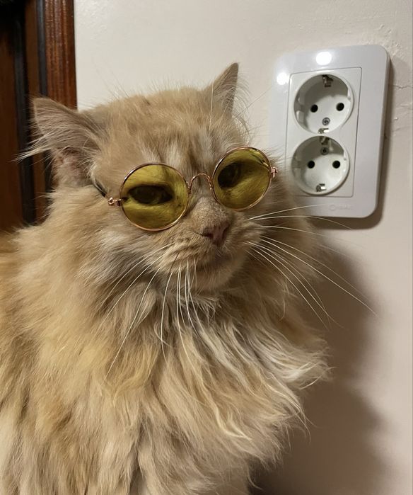Костюм для котика/собаки пірат