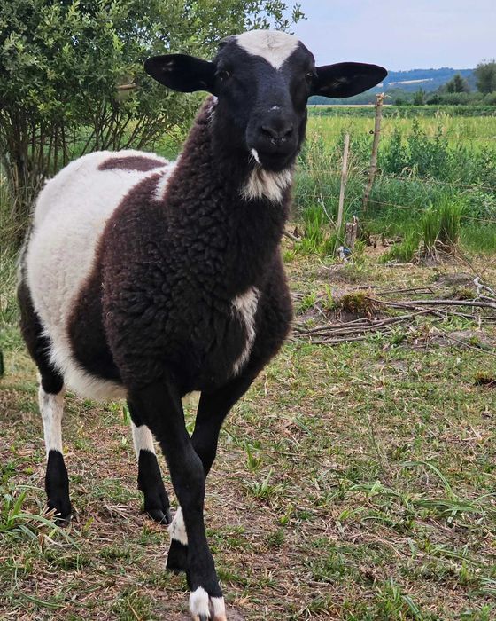 Вівці, барани, ягнята. Ягнята кросс дорпера (на м'ясо на розплід)