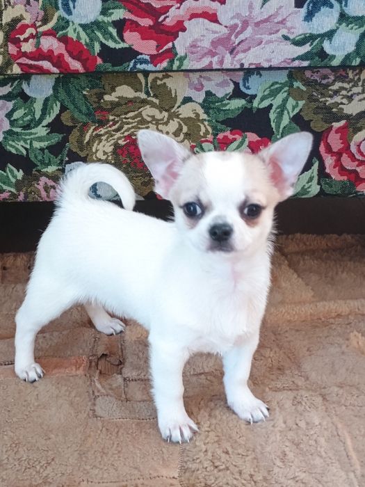 Chihuahua chłopczyk  że znaczeniami lilak