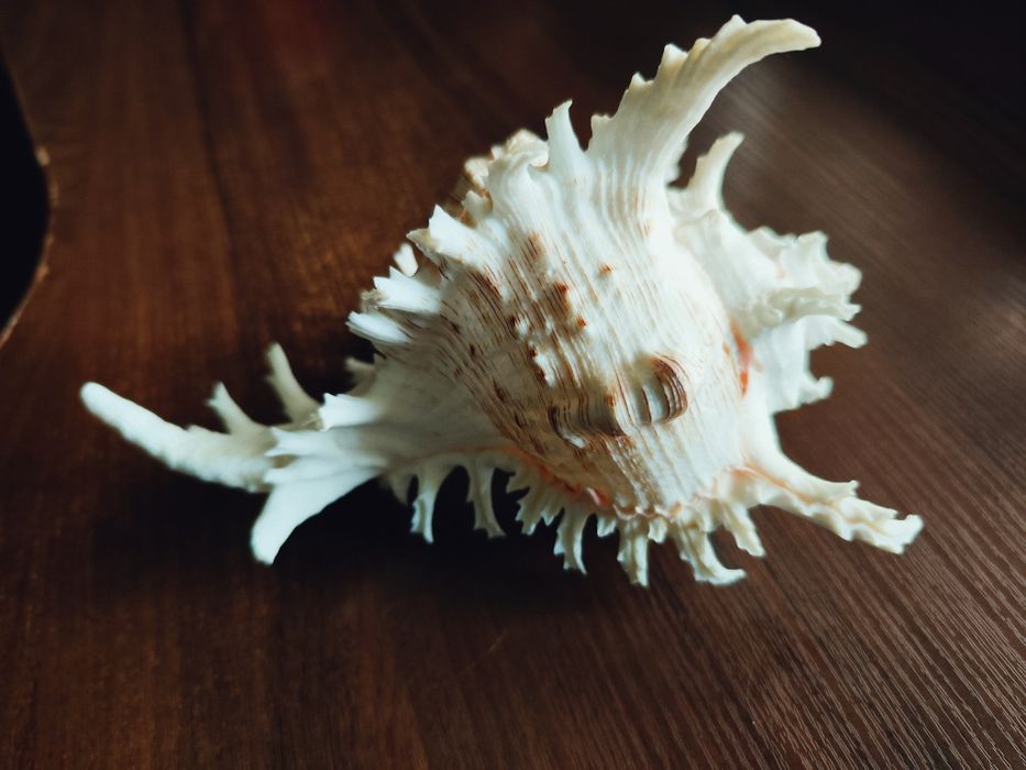 Велика колекційна морська мушля Chicoreus Ramosus (Гіллястий чикореус)