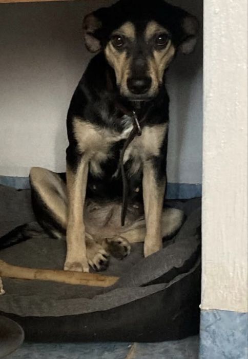 Pilnie oddam pieska Duszę