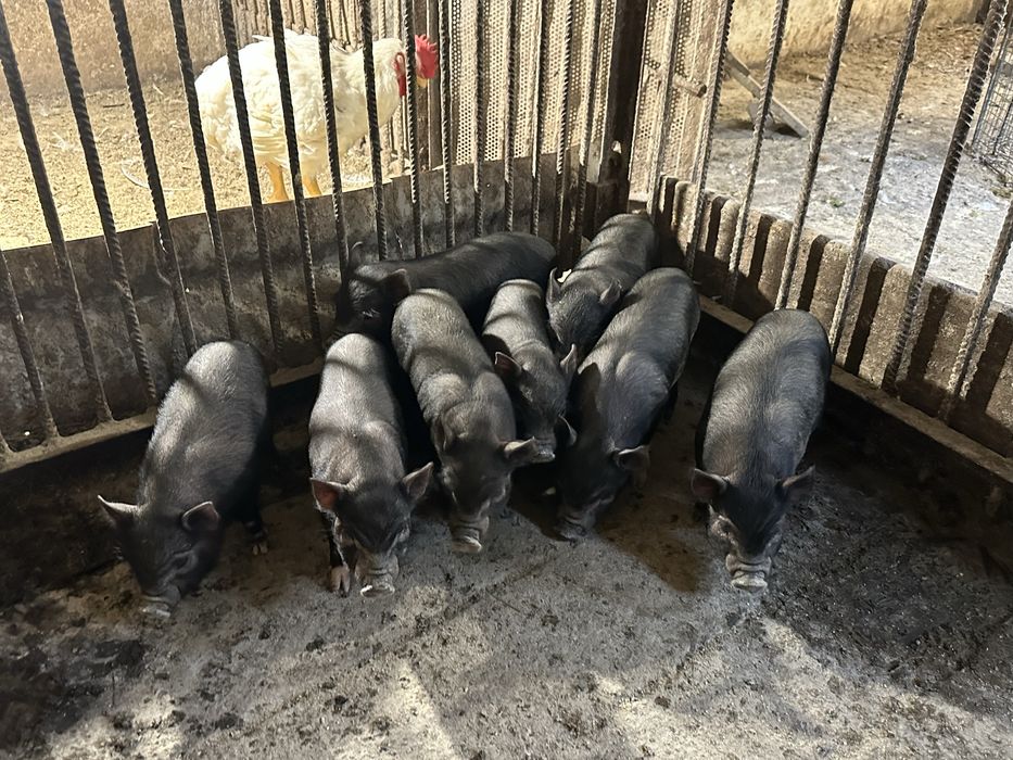 Вʼєтнамські поросята