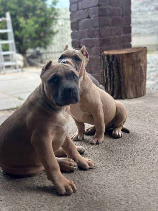 Американский булли