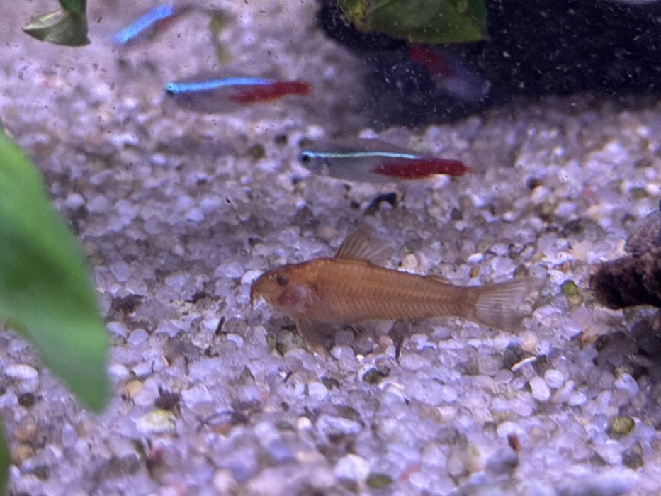 Kirys C125 Red - Aqua-Tech