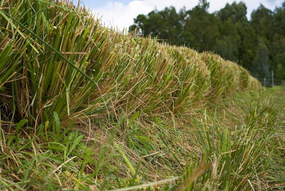 Plantas Vetiver Biológico (Slips) - Controlo de Erosão e Estabilização de Taludes