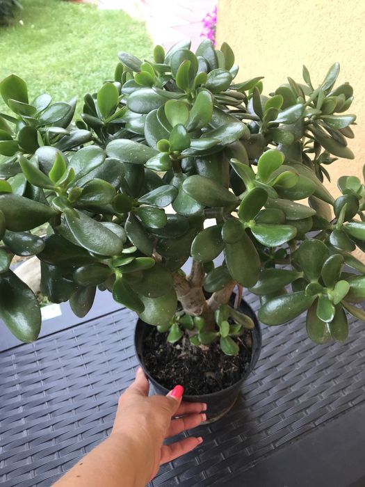 Grubosz drzewko szczęścia