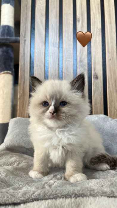 Ragdoll kotka kocur
