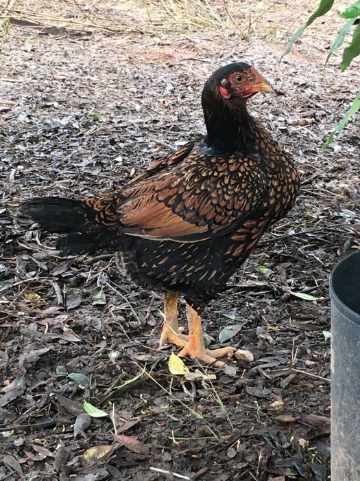 Casal cornish pardo faisão