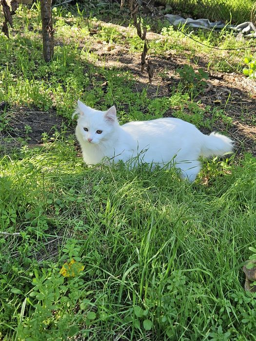 отдам даром котика