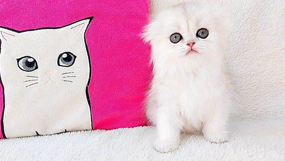 Шикарная шотландская малышка скоттиш-фолд