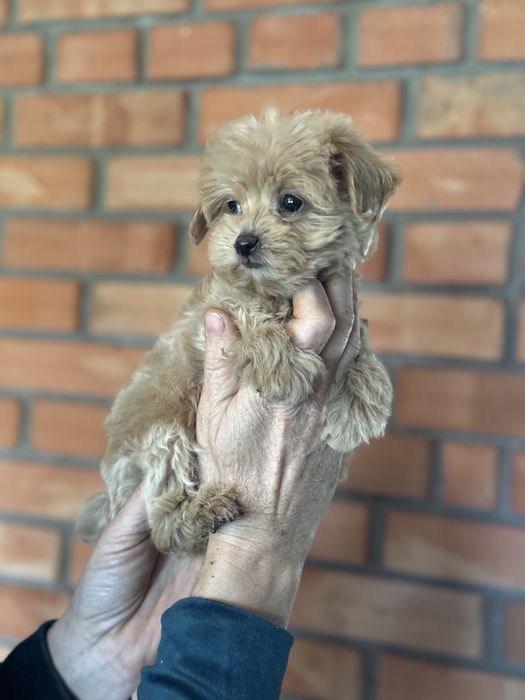 Мальтіпу дівчинка в тікап розмірі карамельного кольору