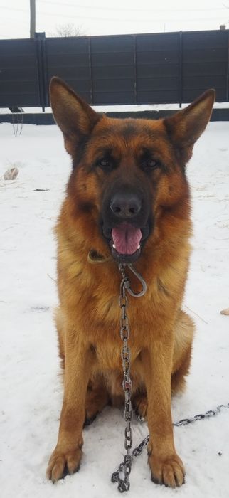 Німецька вівчарка для в'язки, КСУ