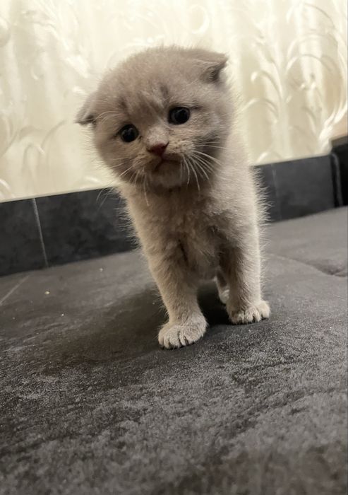 Кошеня Скоттіш-фолд