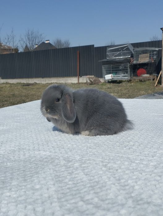 Декоративні кролики