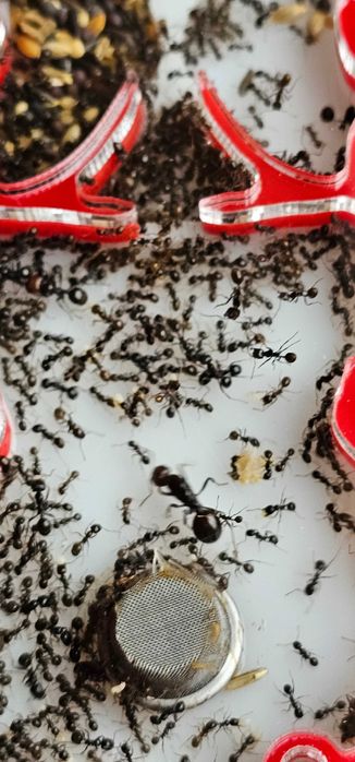 Formigueiro Didático MIRMEX – Kit Completo Médio Amarelo