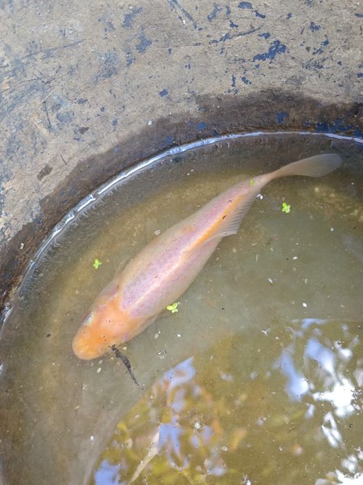 Carpa Koi Jovem (grátis)