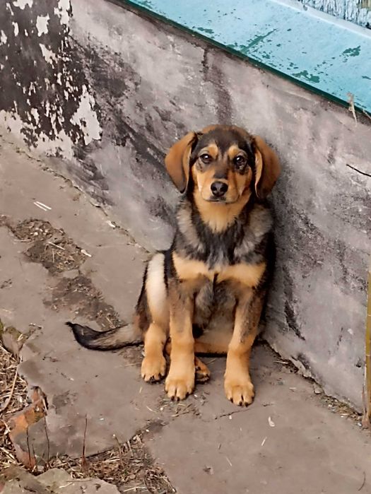 Красунчік шукає родину