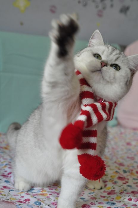 Срібна шиншила с зеленими очима