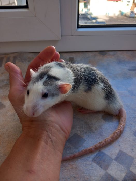 Крысята  домашние декоративные