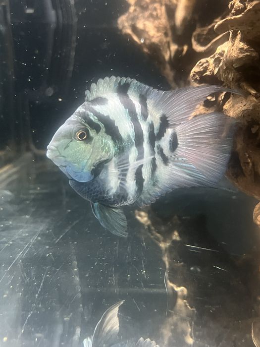 Casal Hybrid Blue Tiger Parrot fish Adultos!