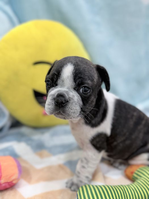 Bulldog Francês lindo menino