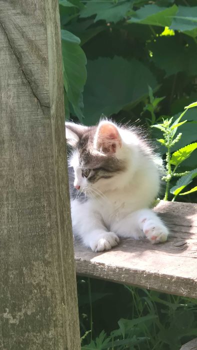 Два котики шукють сім'ю.