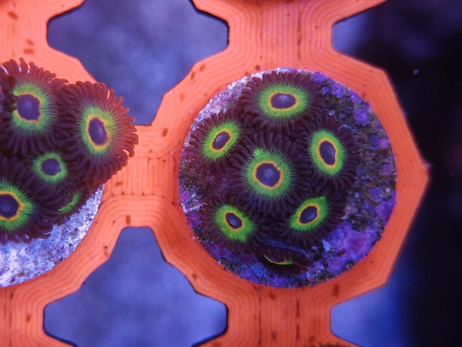 WWC Bob Marley Zoanthus, Corais de água salgada