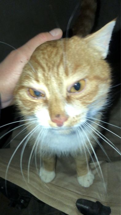 Шикарний котик в люблячу родину