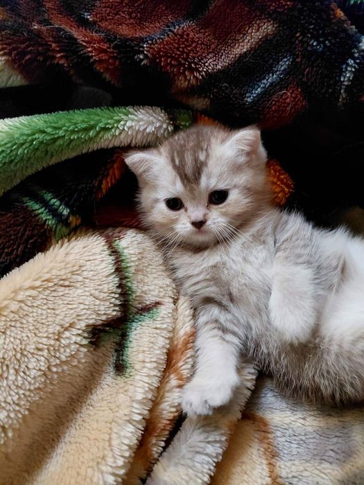 Британские котята