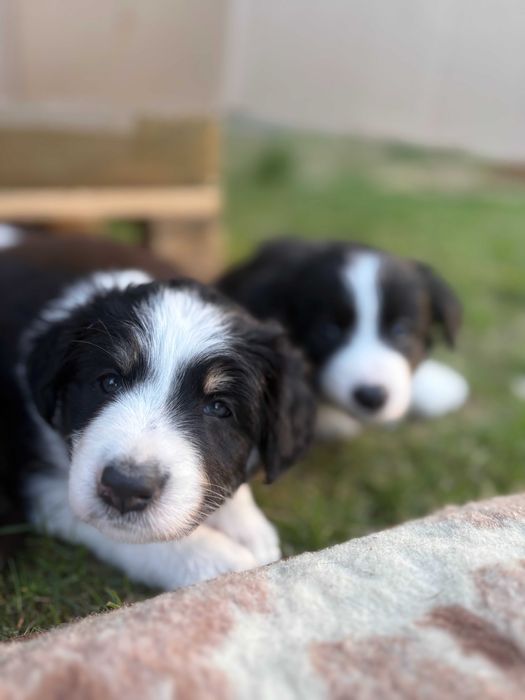 Border Collie Szczeniaczki