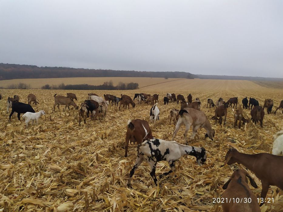 Каморі нубійські козенята