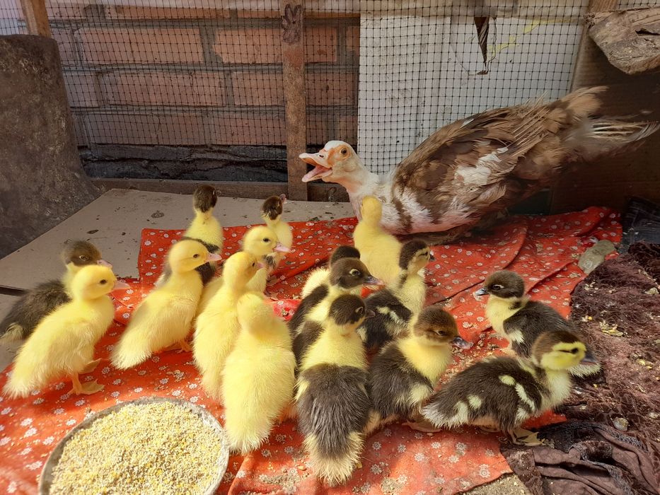 Продам індокаченят