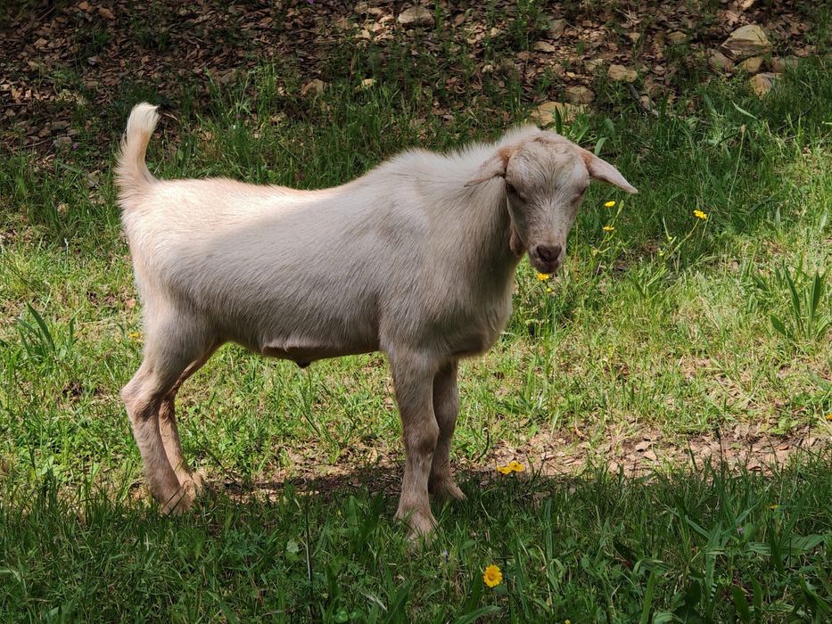 Vendo 1 cabrito nascido na primeira semana de janeiro