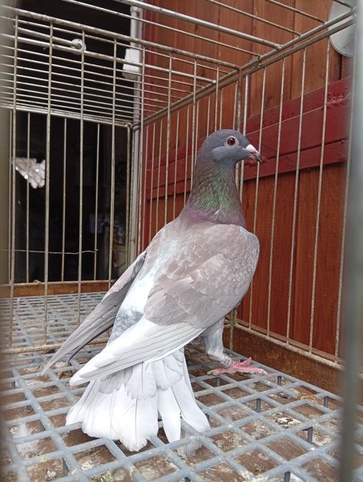 Gołębie pocztowe gołąb pocztowy