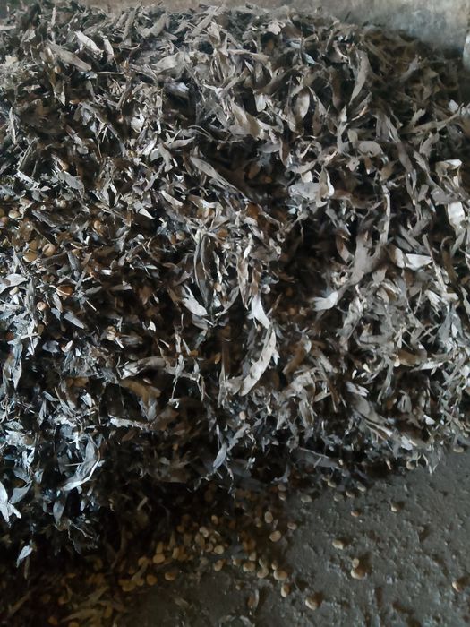 Sprzedam bób, bober