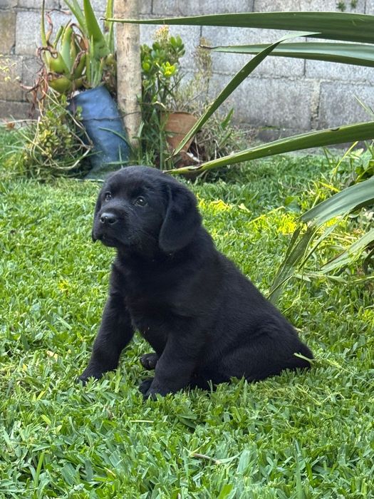 Labrador Retriever