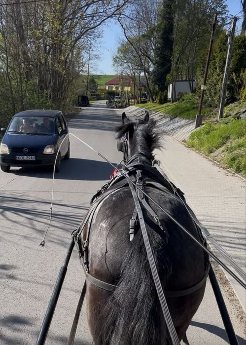 Klacz śląska z licencją